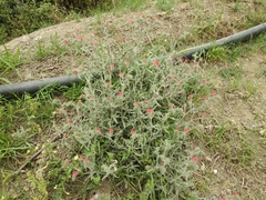 Echium angustifolium