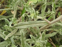 Echium angustifolium