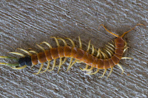 Giant desert centipede