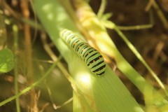 Papilio machaon