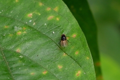 Diptera