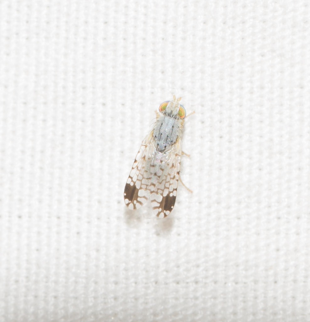 Trupanea artemisiae