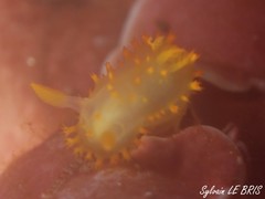 Crimora papillata