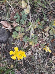 Ranunculus bulbosus