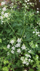 Anthriscus sylvestris