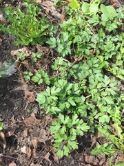 Ranunculus repens