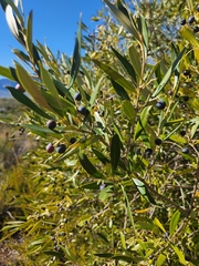 Olea exasperata
