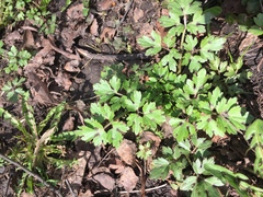 Ranunculus repens