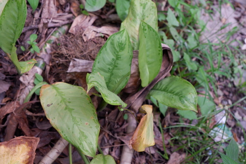 Aglaonema robeleynii
