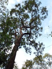 Eucalyptus leptophleba