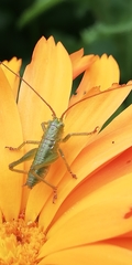 Tettigonia