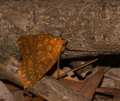 Scotorythra epixantha