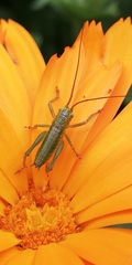 Tettigonia