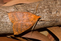 Scotorythra epixantha