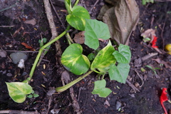 Epipremnum aureum