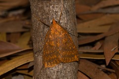 Scotorythra epixantha