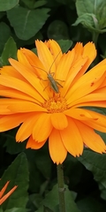 Tettigonia