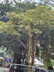 Crateva unilocularis
