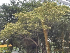 Crateva unilocularis