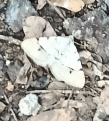 Frederickia flaviterminata