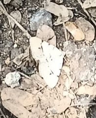 Frederickia flaviterminata