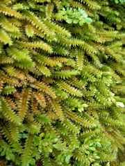 Racopilum cuspidigerum