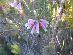 Erica viscaria
