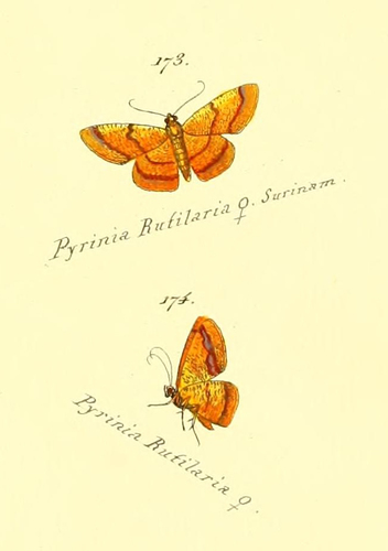 Pyrinia rutilaria
