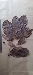 Cryptocarya anamalayana