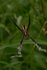Argiope