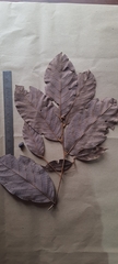 Cryptocarya anamalayana