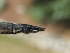 Somatochlora elongata