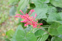 Odontonema cuspidatum