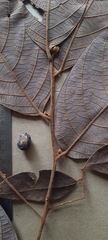 Cryptocarya anamalayana