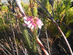 Erica viscaria