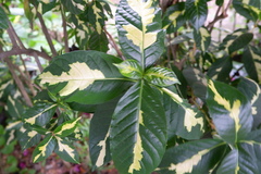 Graptophyllum pictum