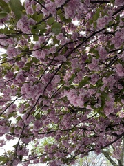 Prunus serrulata
