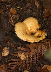 Multifurca stenophylla