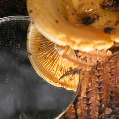 Multifurca stenophylla