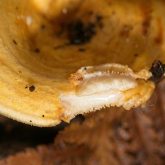Multifurca stenophylla