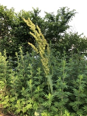Rumex cristatus