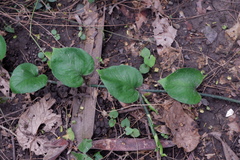 Epipremnum aureum