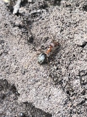 Anoplolepis custodiens