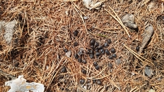 Moschus moschiferus
