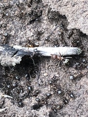 Anoplolepis custodiens