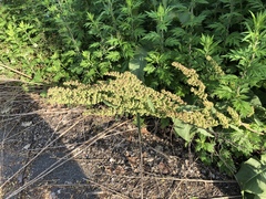 Rumex cristatus