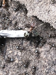 Anoplolepis custodiens