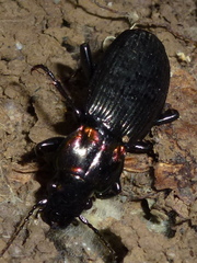 Zeopoecilus