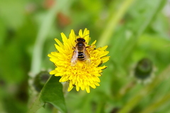 Andrena flavipes