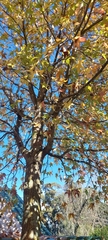 Angiospermae